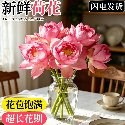 【现采现发】荷花鲜花重瓣插花