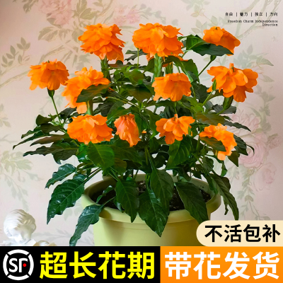 精品鸟尾花盆栽带花四季易活开花