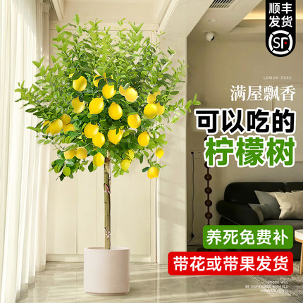 香水柠檬树盆栽带果可食用客厅大型老桩绿植南北方种植四季好养活