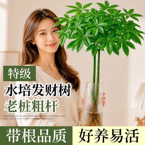 发财树水培室内好养客厅四季常青