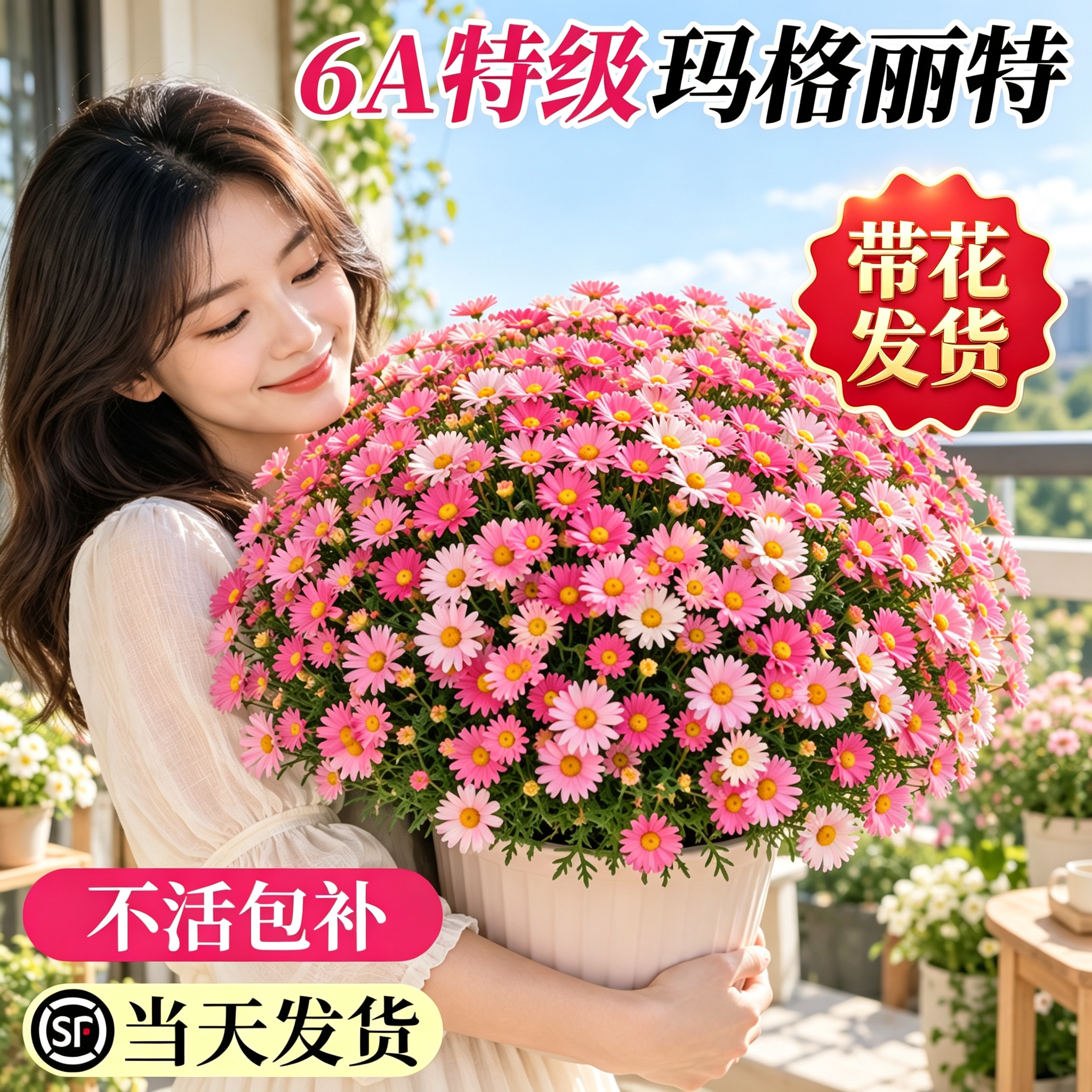 玛格丽特盆栽带花发货室外阳台花园可爱粉糖果带花苞花苗四季开花