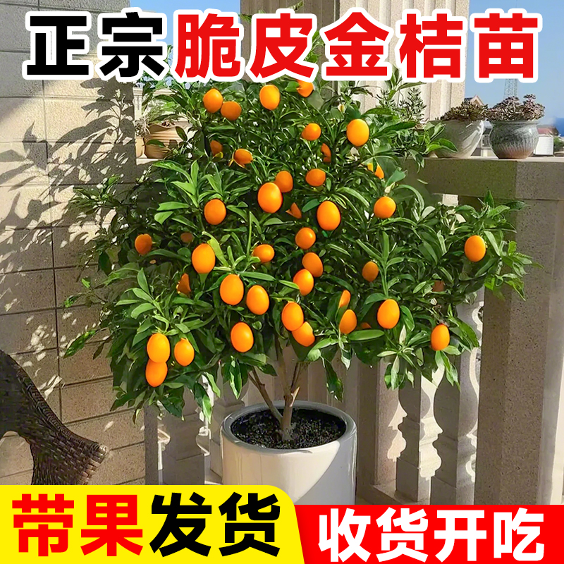 脆皮金桔树盆栽树苗可食用带果
