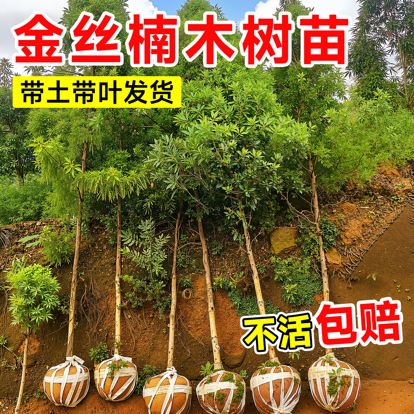 正宗名贵金丝楠木树苗