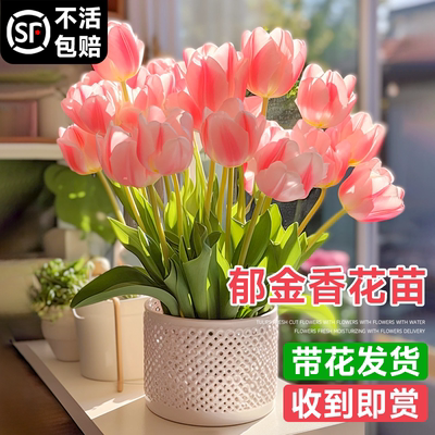 郁金香成品苗花苗带花郁净香种球