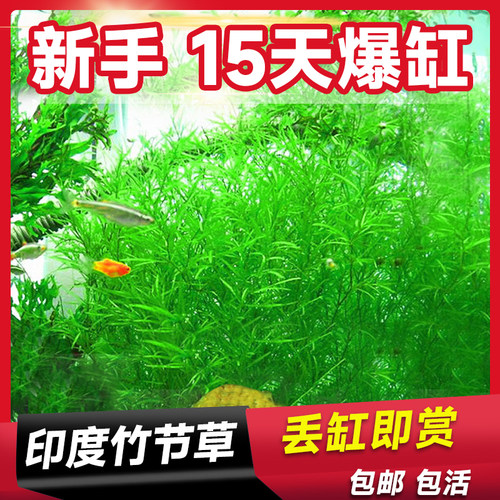 印度竹节草水草植物孔雀鱼虾躲避