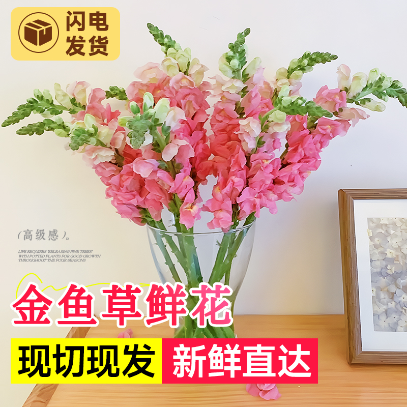 金鱼草鲜花云南基地直发鲜切花