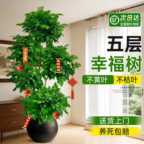 幸福树客厅大盆栽老桩旺宅绿植好