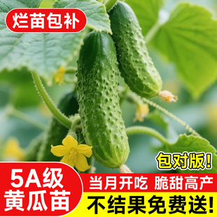 高产水果旱黄瓜苗四季密刺黄瓜荷兰黄瓜秧苗阳台盆栽庭院春蔬菜苗