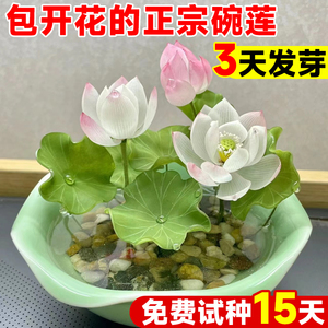 四季开花真正的碗莲种籽子水培植物室内水养花卉盆景绿植睡莲荷花