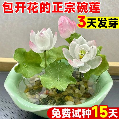 真碗莲种籽子真的能开花室内水养