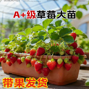 草莓苗盆栽秧苗丹东99新苗秧奶油玄玉优质脱毒种苗大果苗四季结果