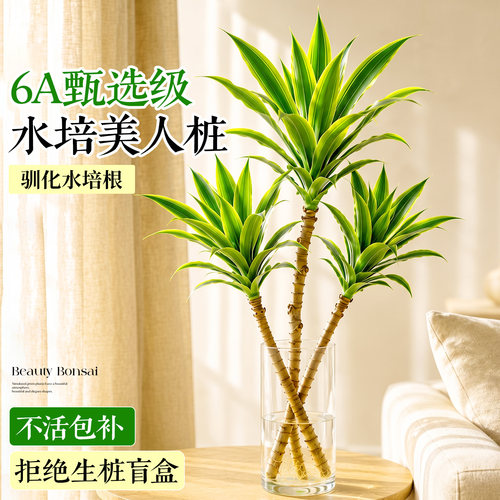 美人桩巴西铁水培室内好养盆栽