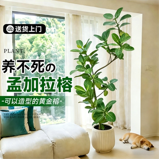 孟加拉榕客厅绿植高级感室内大型植物黄金榕树好养高端大气上档次