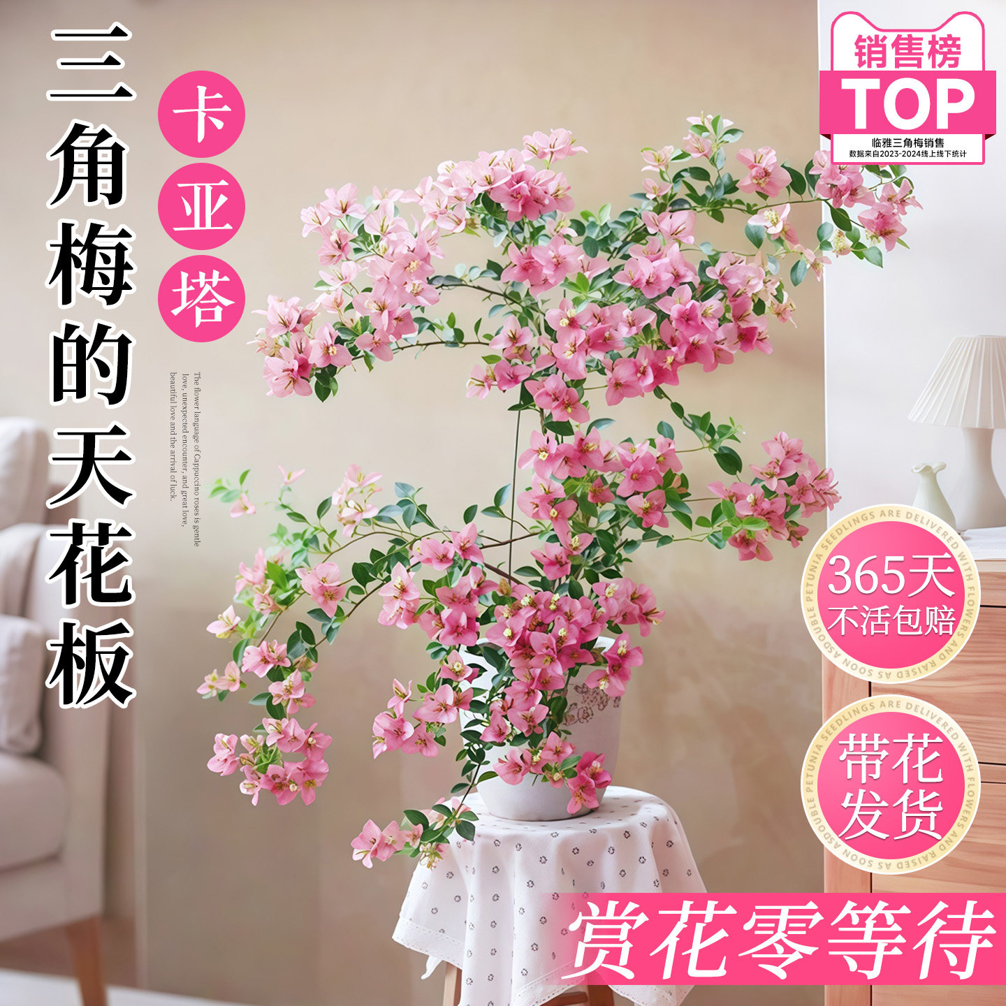 卡亚塔爬藤重瓣三角梅老桩盆栽带花苞发货耐寒高飘四季庭院开花卉,鲜花速递/花卉仿真/绿植园艺,时令草本花卉,淘宝优惠券,粉丝福利购,淘宝优惠卷