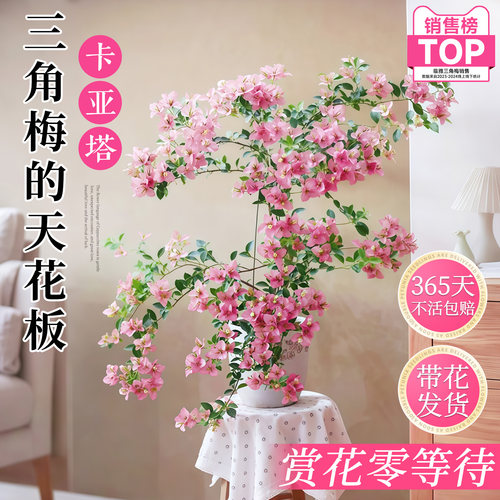 重瓣三角梅盆栽带花耐寒高飘