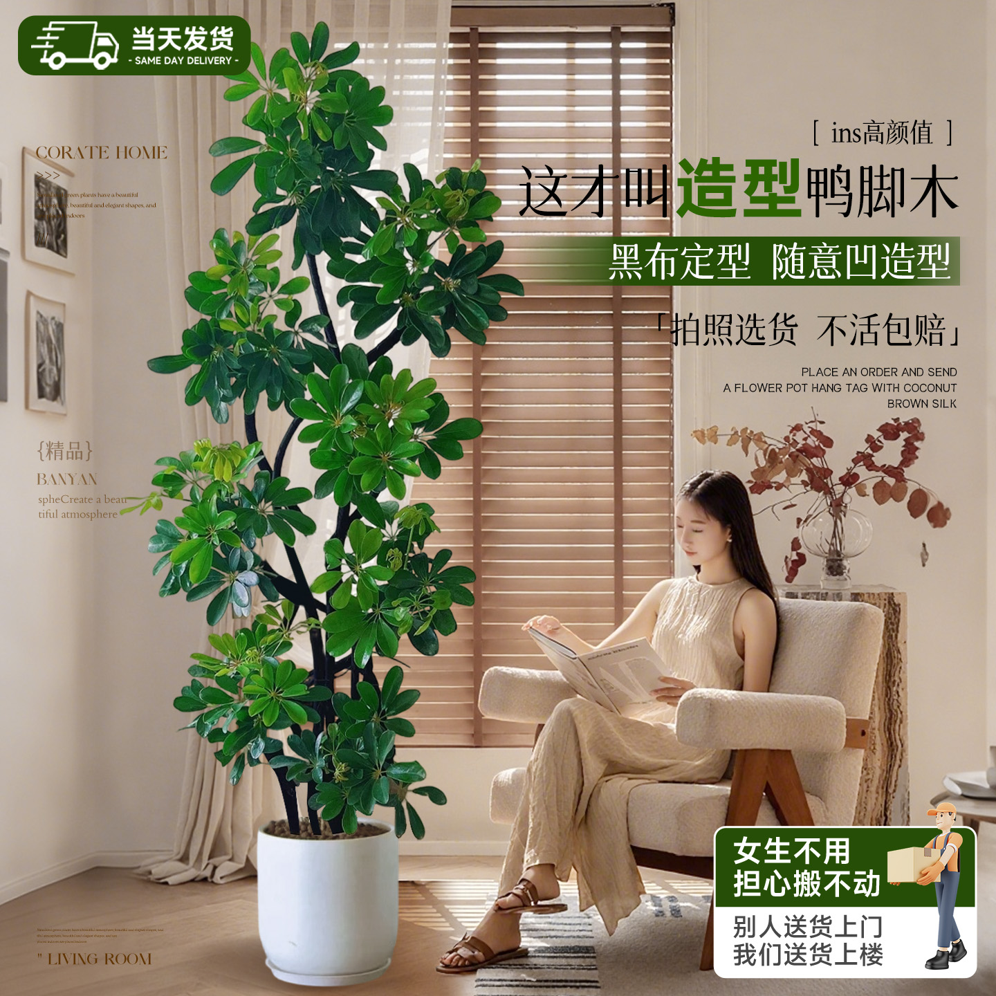 鸭掌木客厅大盆栽四季常青易养护