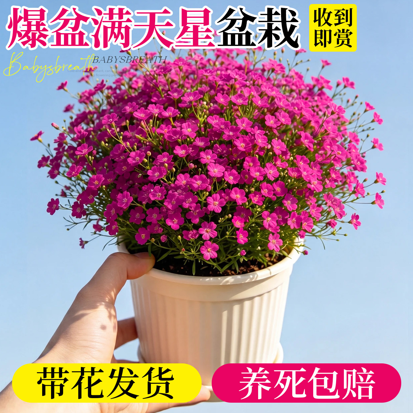 满天星盆栽带花苞花苗室内好养活图片