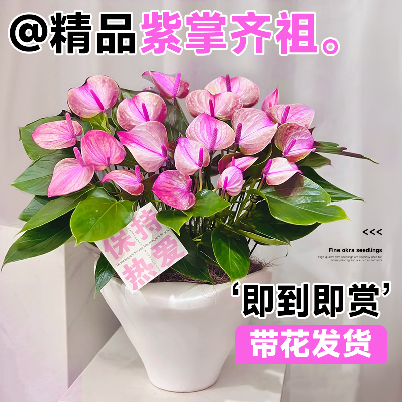 紫掌齐祖绿植盆栽带花红掌白掌绿掌植物香妃黑掌室内客厅四季花卉