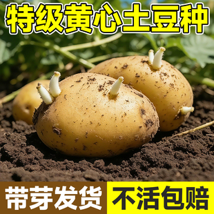 土豆种子高产黄心马铃薯种蔬菜种子种植农家自种地瓜菜籽四季大全