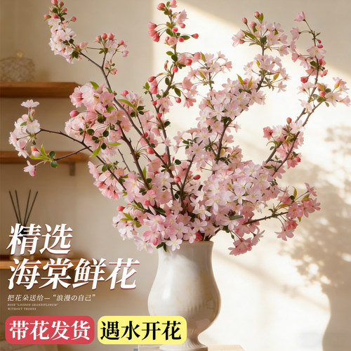 【遇水开花枝枝爆满】鲜切海棠花