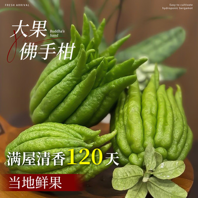 佛手柑带枝鲜果桌面闻香摆件室内观赏水培绿植清供现摘新鲜可食用