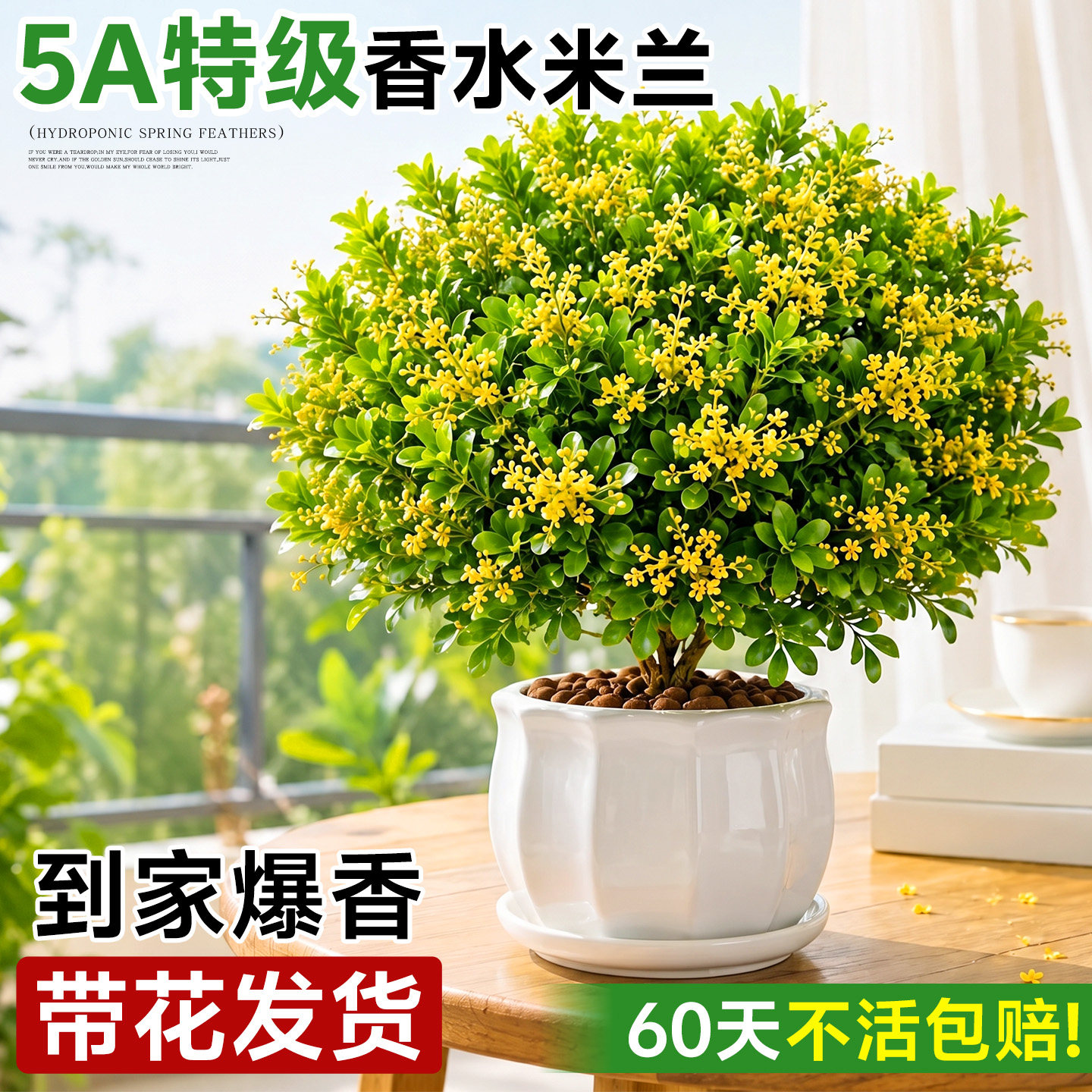 香水米兰盆栽带花发货带花苞室内外客厅桌面驱蚊驱虫小苗四季开花