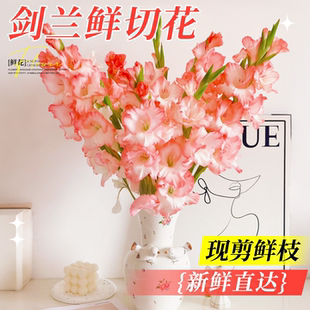 剑兰鲜花云南基地直发阿贾克斯真花卉鲜花家用插花鲜切花超长花期