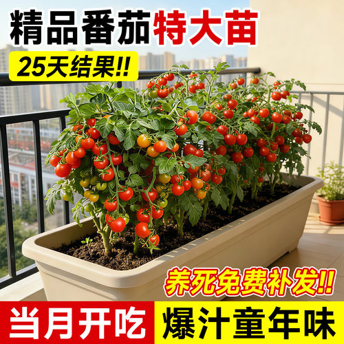 【25天开吃】包成活包对版至结果