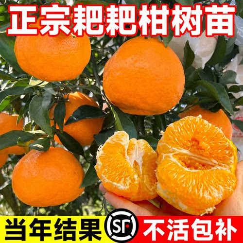 正宗四川春见耙耙柑树苗