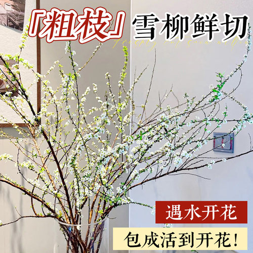 特级雪柳鲜枝带花苞【遇水开花】