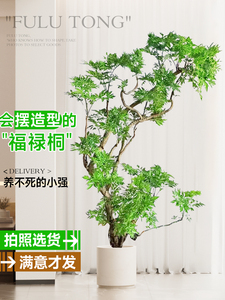 福禄桐盆栽大型绿植室内客厅落地大号植物羽圆叶禄植好养轻奢造型