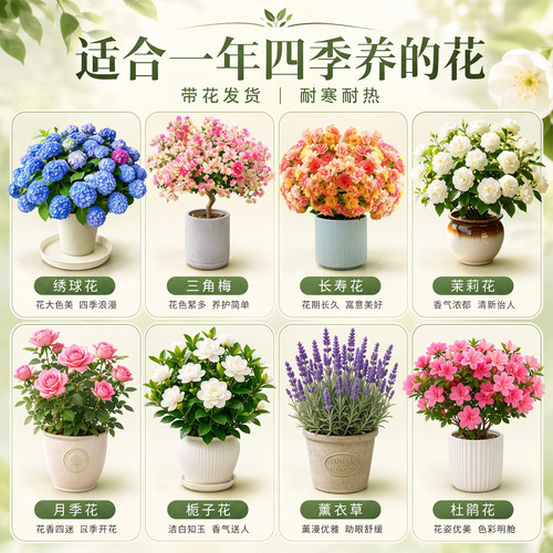适合一年四季养的花耐寒耐热