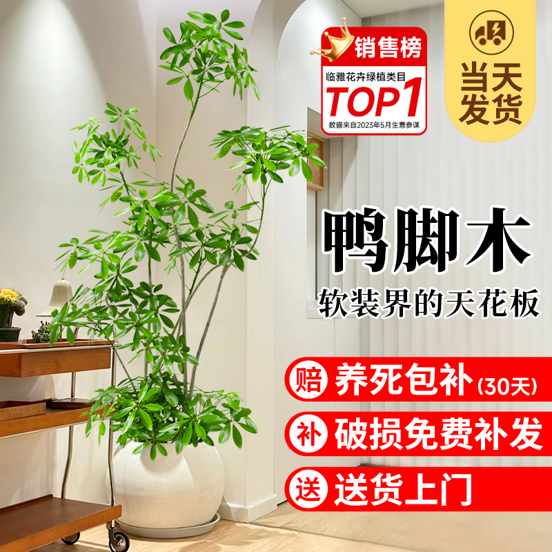 鸭脚木盆栽办公室内大型绿植客厅落地式网红植物鸭掌木盆景去甲醛