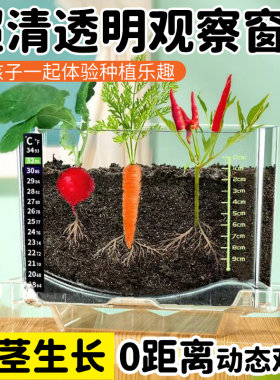 儿童种植小盆栽观察植物生长