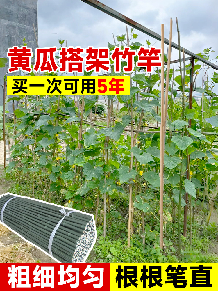 黄瓜爬藤架搭架杆蔬菜丝瓜种黄瓜架子搭黄瓜架竹竿菜园番茄小竹子