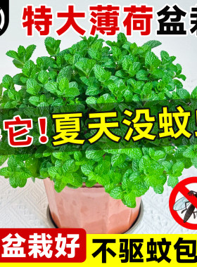薄荷盆栽驱蚊植物可食用不驱包赔
