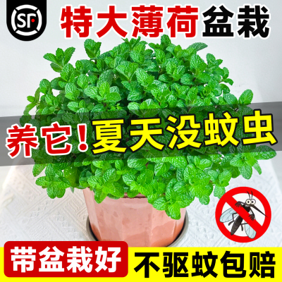 薄荷盆栽驱蚊植物可食用不驱包赔