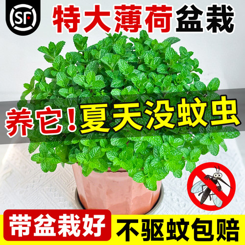 薄荷盆栽驱蚊植物可食用不驱包赔