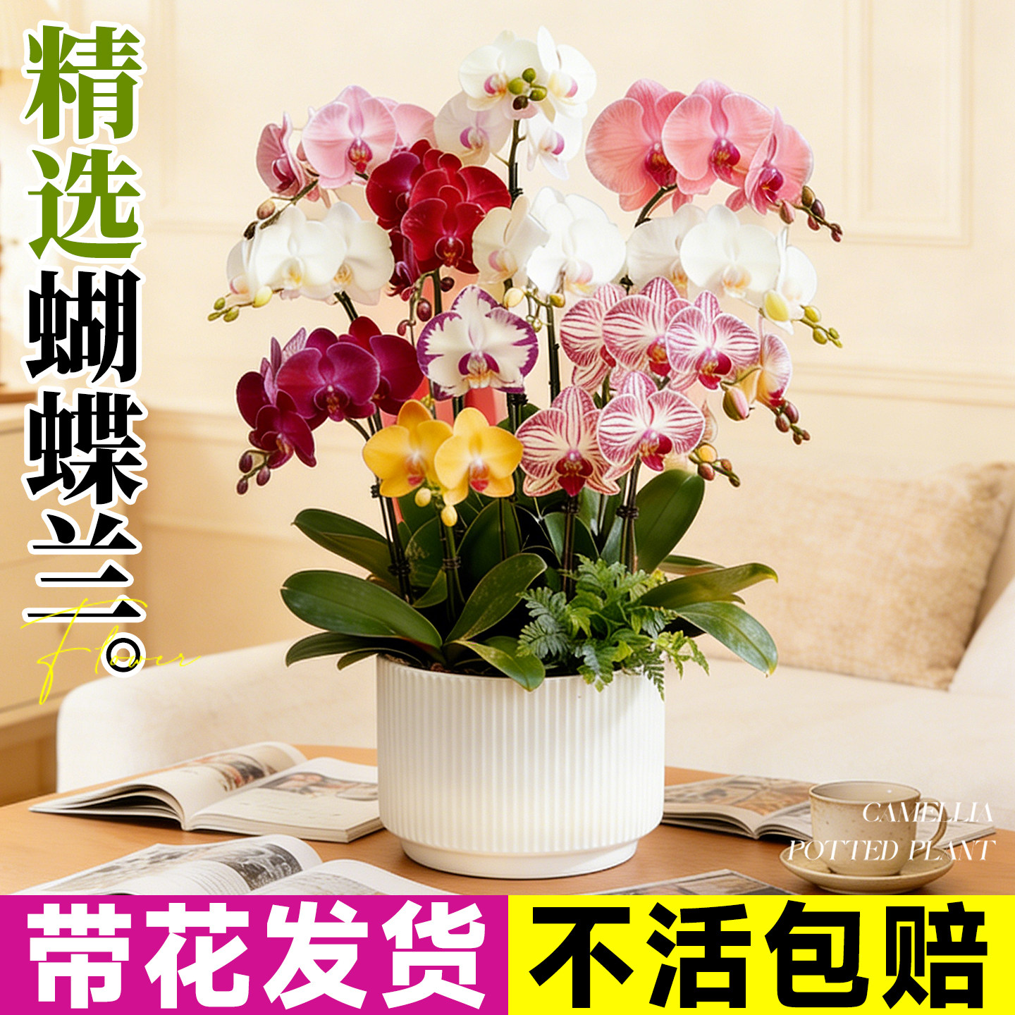 蝴蝶兰带花盆栽特大号带花苞石斛兰客厅室内四季花卉开花绿植花苗