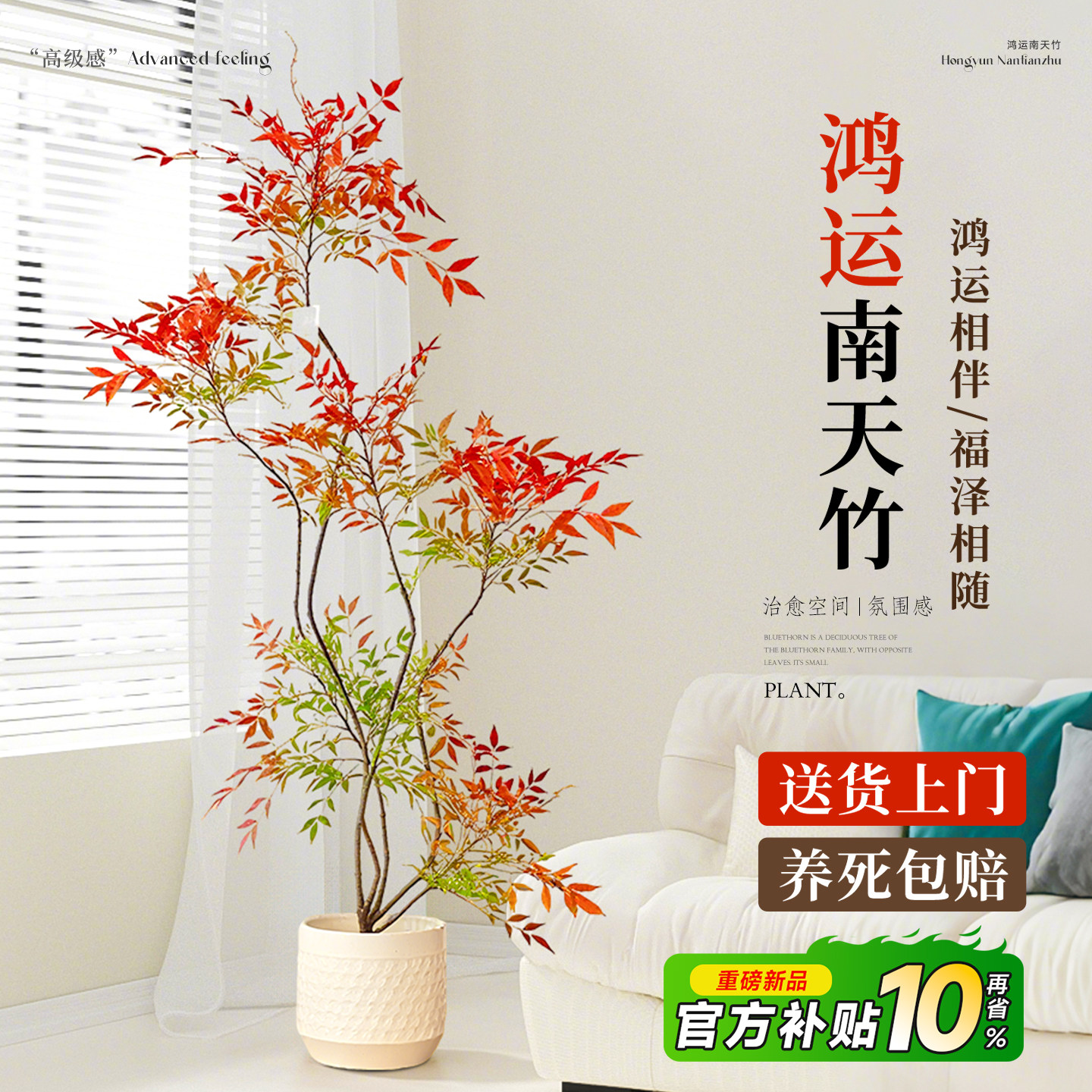 【顺丰包邮】南天竹客厅大盆栽图片