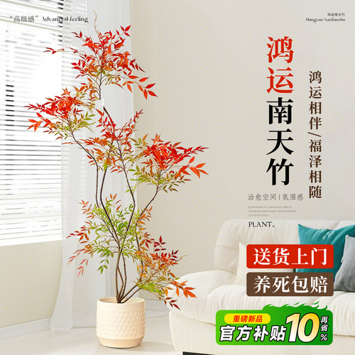 【顺丰包邮】南天竹客厅大盆栽