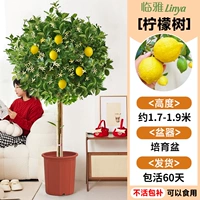 [Доставка до вашей двери] Лимонное дерево класса А в горшке высотой около 1,7-1,9 метра [Много ветвей и много результатов] Бесплатные кусочки кокосовой пальмы + лоток + удобрение
