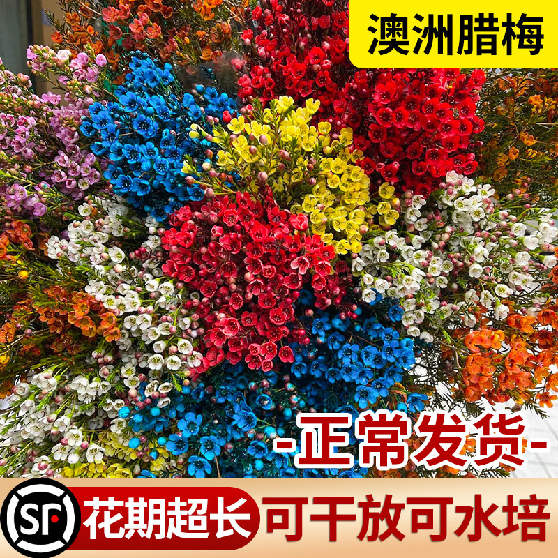 进口澳洲腊梅鲜花盆栽平头重瓣干花室内水培植物年宵花卉花束摆件