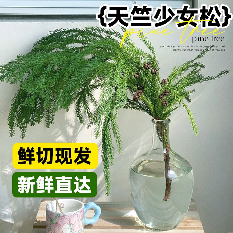 天竺少女松鲜切枝柳杉鲜花直发插花水培绿植松枝鲜花水养植物花材