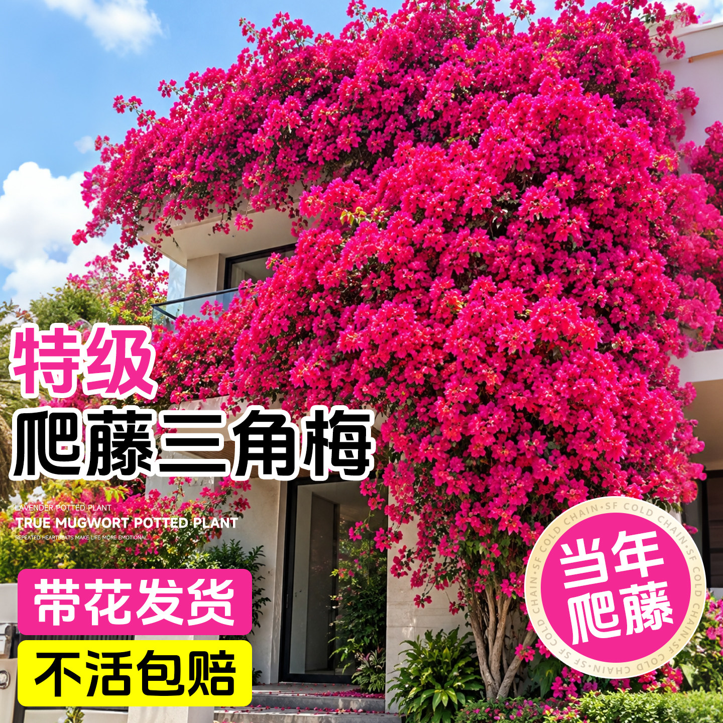 重瓣爬藤三角梅盆栽带花卉老桩树苗同安红庭院阳台四季好养开花