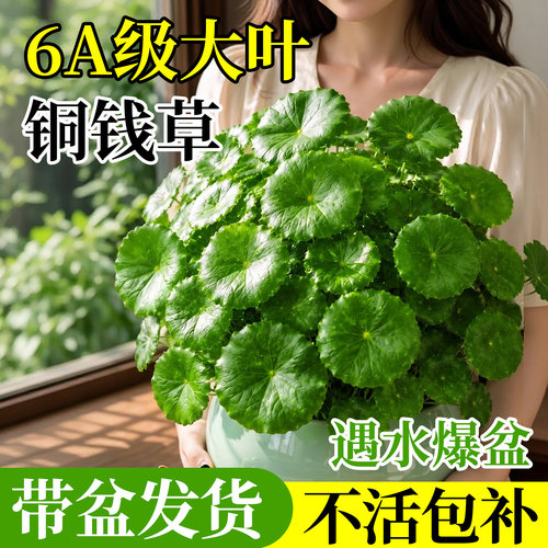 【不活包补】6A铜钱草特大叶