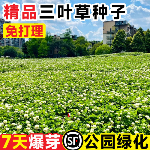 【精品】三叶草种子小区绿化草坪
