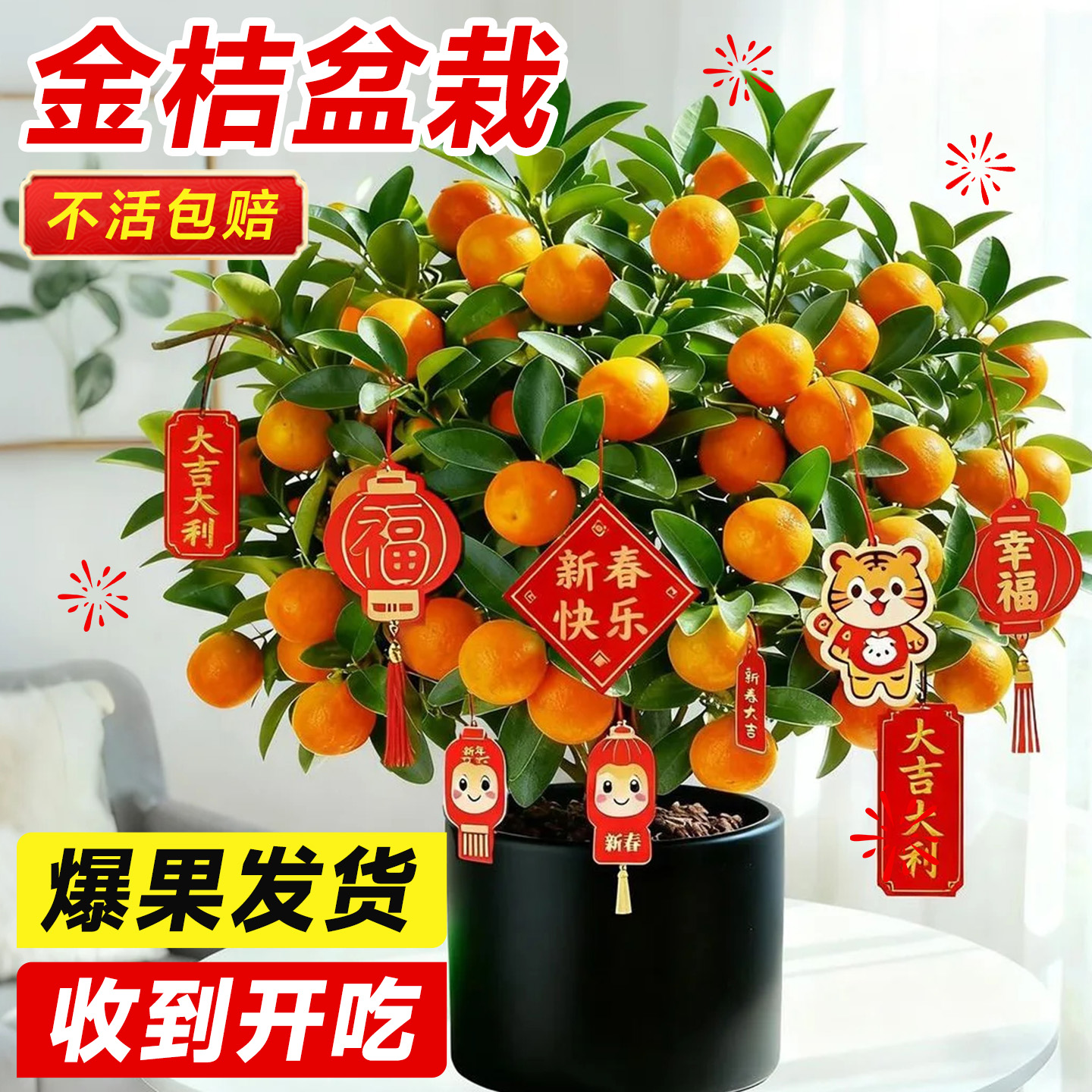 【年宵金桔盆栽】带果发货包成活