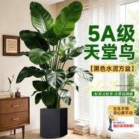 The large potted Strelitzia reginae in the living room exudes a sense of luxury. It is a large indoor floor-standing green plant that remains evergreen throughout the four seasons thumbnail 8