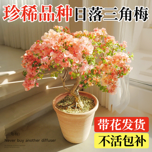 日落三角梅盆栽带花苞室内花卉绿植物阳台高端老桩特大苗重瓣绿樱